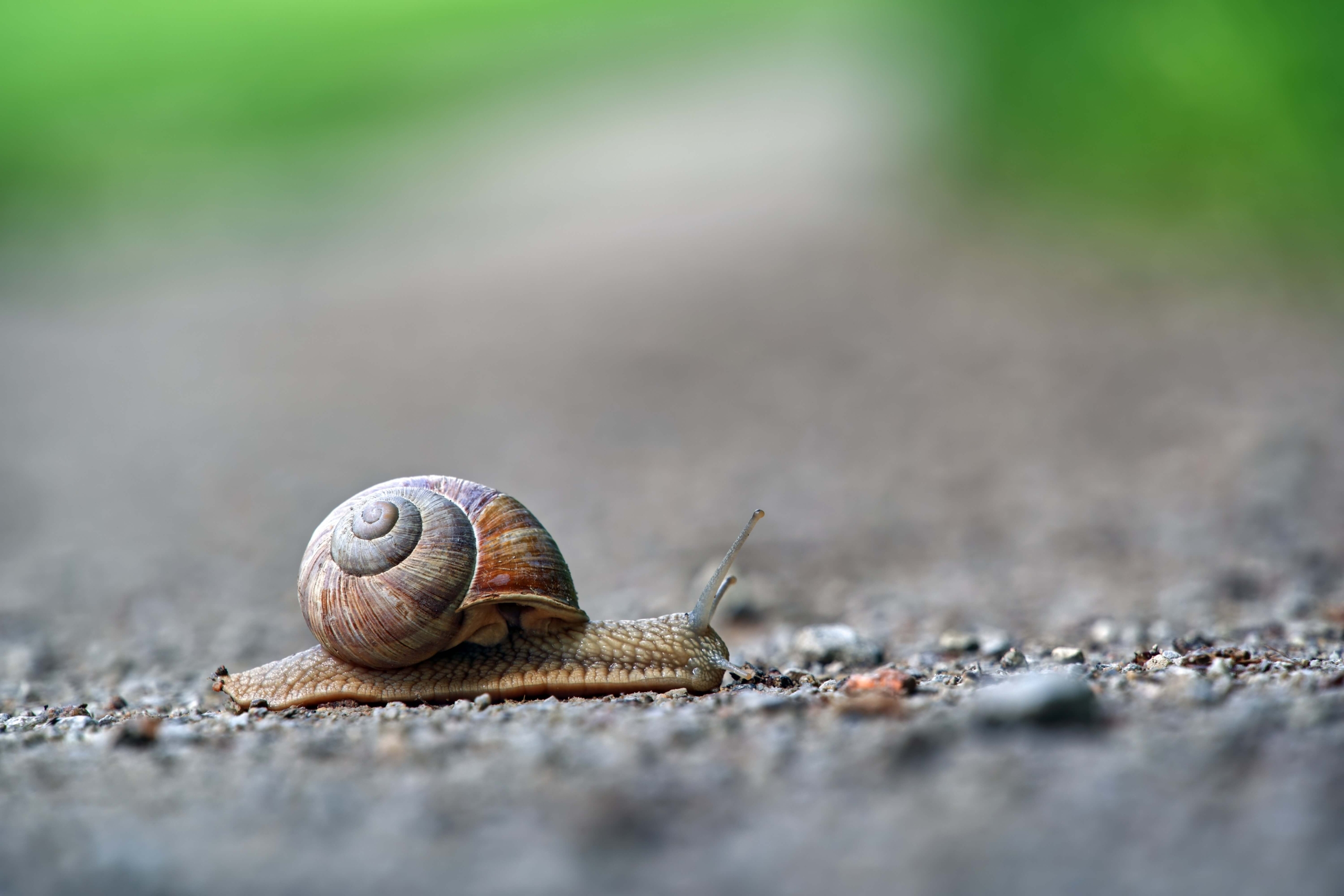 escargot long comme la liste d'attente parcoursup